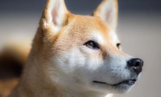 柴犬掉毛原因 柴犬掉毛原因