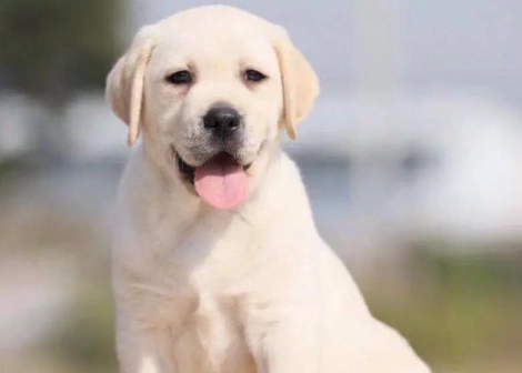 台灣拉布拉多犬舍 台灣拉布拉多犬舍