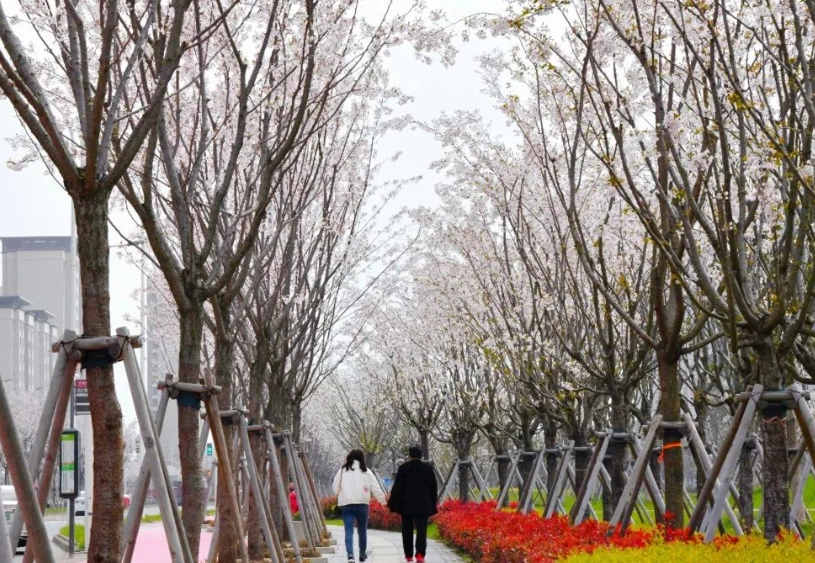台湾赏樱景点 台湾赏樱景点