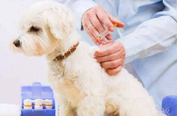 寵物疫苗副作用 寵物疫苗副作用