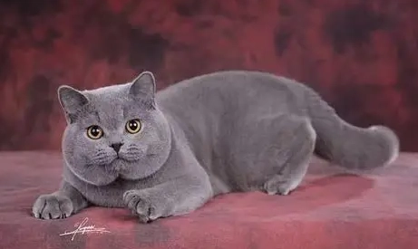 扁臉貓照顧 扁臉貓照顧