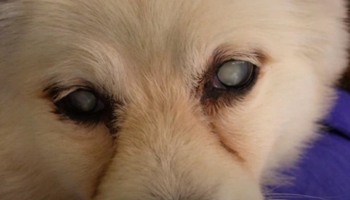 狗狗眼睛混浊 狗狗眼睛混浊