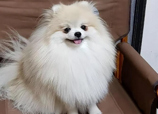 博美犬健康管理 博美犬健康管理