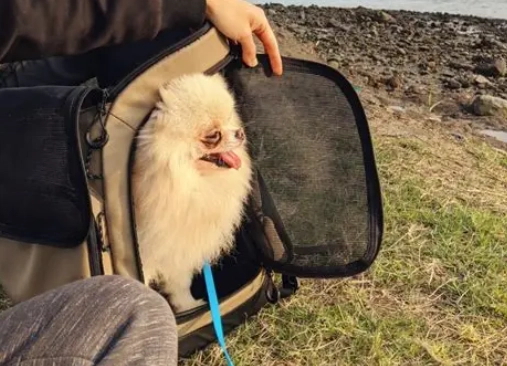 送養狗狗步驟 送養狗狗步驟