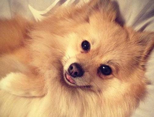 博美犬体重标准 博美犬体重标准