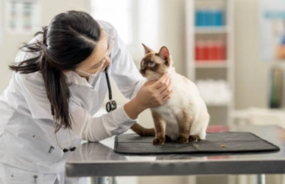 貓瘟治療花費 貓瘟治療花費