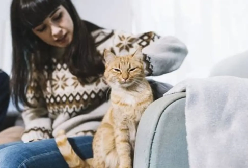 貓尾巴動作意思 貓尾巴動作意思