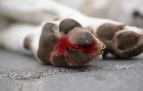 寵物腳部護理 寵物腳部護理