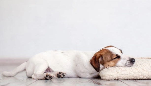 狗狗做夢會叫原因 狗狗做夢會叫原因