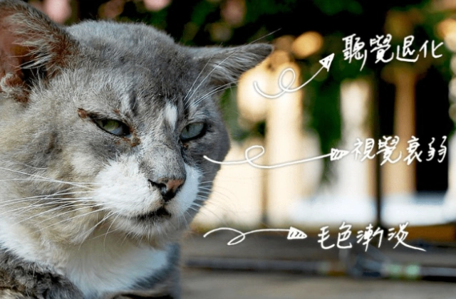 貓流口水原因 貓流口水原因