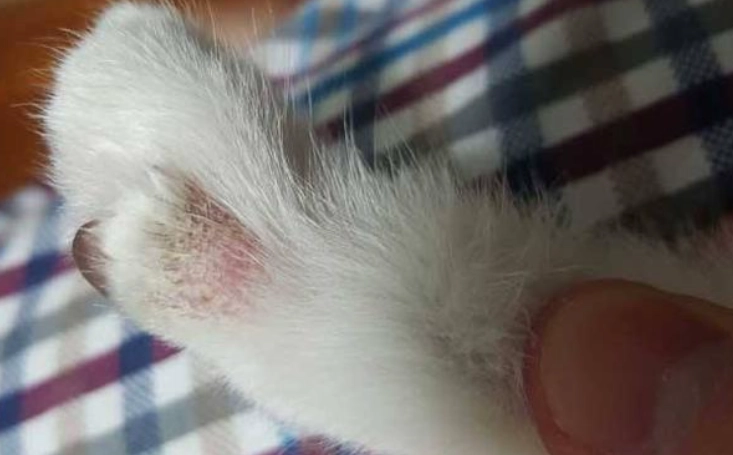 貓癬治療方法 貓癬治療方法