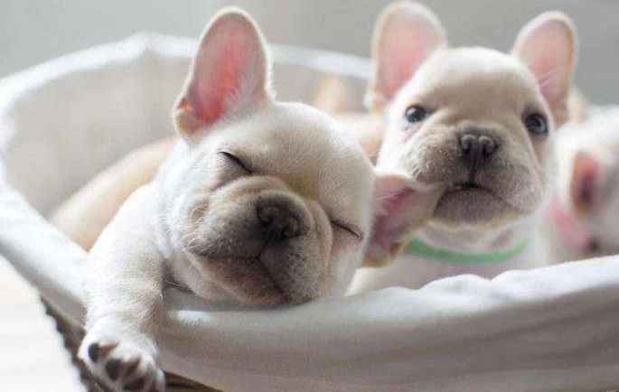 法鬥尾巴健康 法鬥尾巴健康