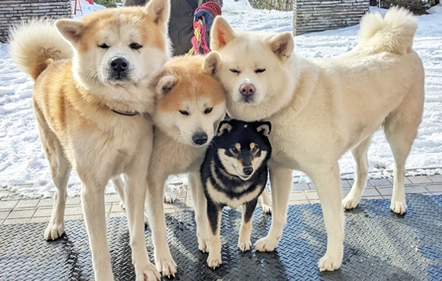 秋田犬與柴犬差異