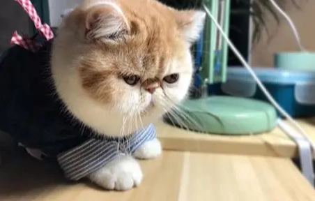 加菲貓行為分析