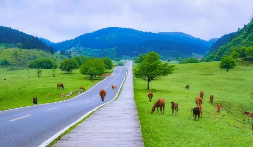 森林遊樂區與國家公園比較 森林遊樂區與國家公園比較