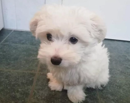 馬爾濟斯比熊混種犬 馬爾濟斯比熊混種犬