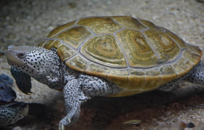 裂紋山烏龜 飼養 裂紋山烏龜 飼養