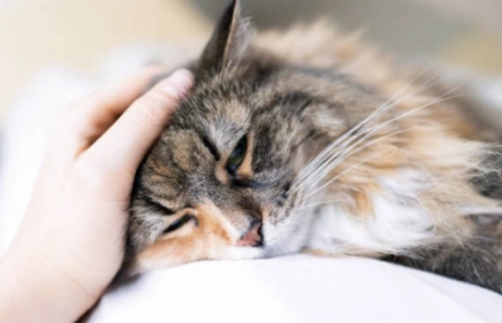 貓瘟治療 貓瘟治療