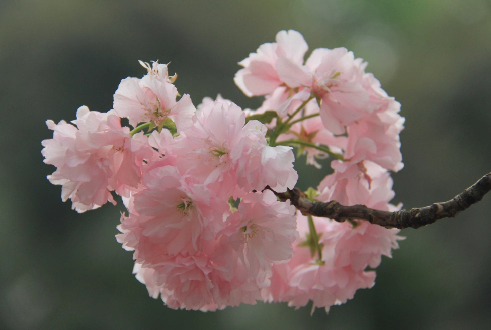 櫻花花期預測 櫻花花期預測