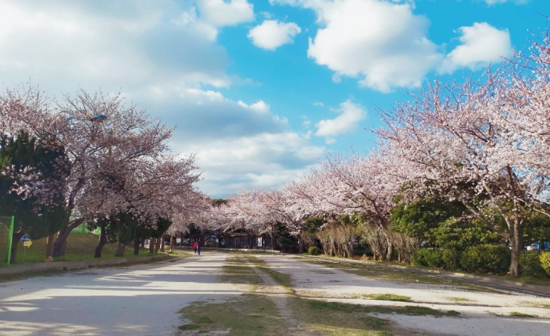羅東賞櫻景點 羅東賞櫻景點