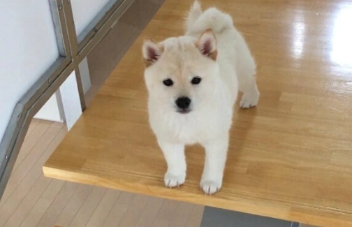 白色柴犬健康問題 白色柴犬健康問題