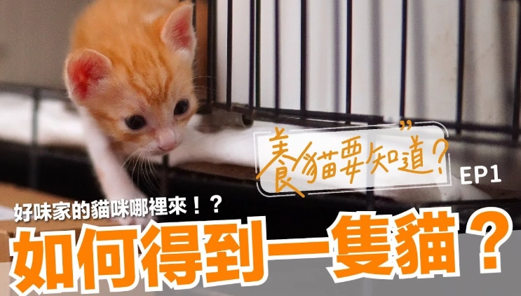 領養貓咪流程 領養貓咪流程