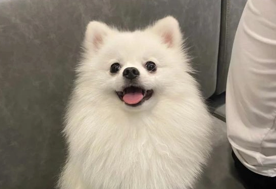 博美犬健康管理 博美犬健康管理