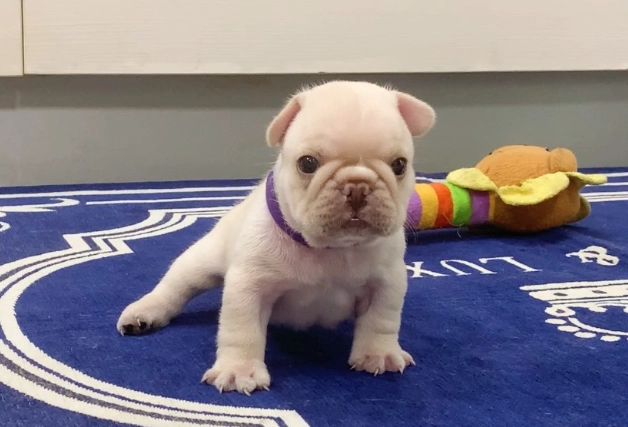 合法犬舍挑選 合法犬舍挑選