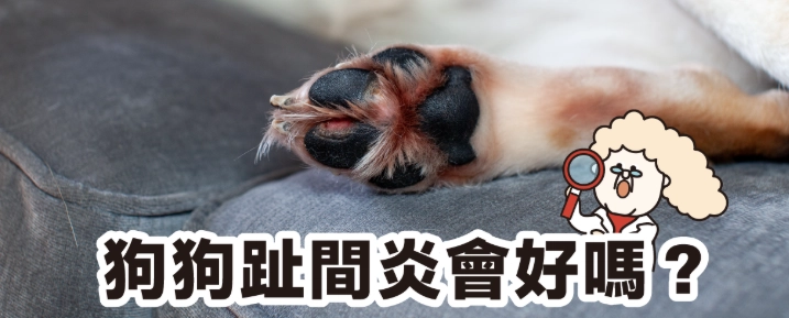 狗狗趾間炎