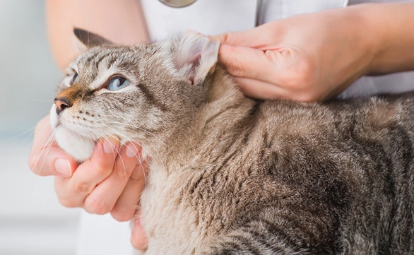 貓癬居家護理 貓癬居家護理