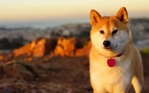 柴犬行為特徵 柴犬行為特徵