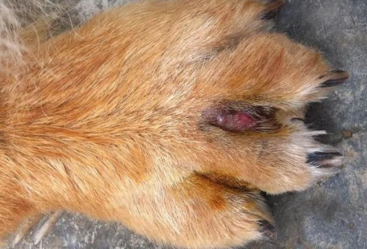 趾間炎治療藥膏 趾間炎治療藥膏