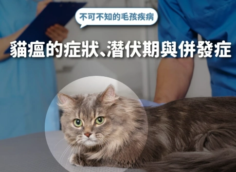 貓瘟預防方法 貓瘟預防方法