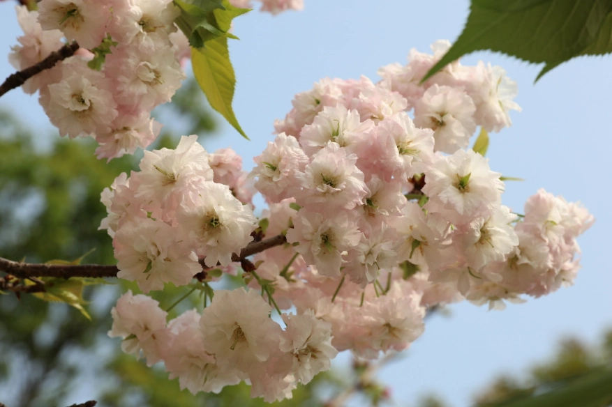 櫻花大道交通 櫻花大道交通