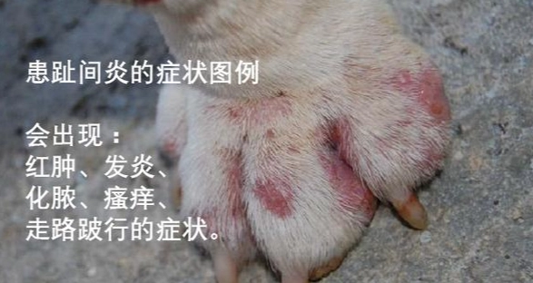 狗狗趾間炎