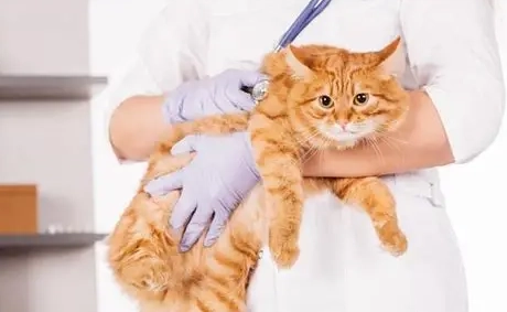 貓瘟會傳染給人類嗎 貓瘟會傳染給人類嗎