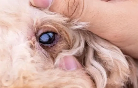 狗狗眼睛混浊 狗狗眼睛混浊