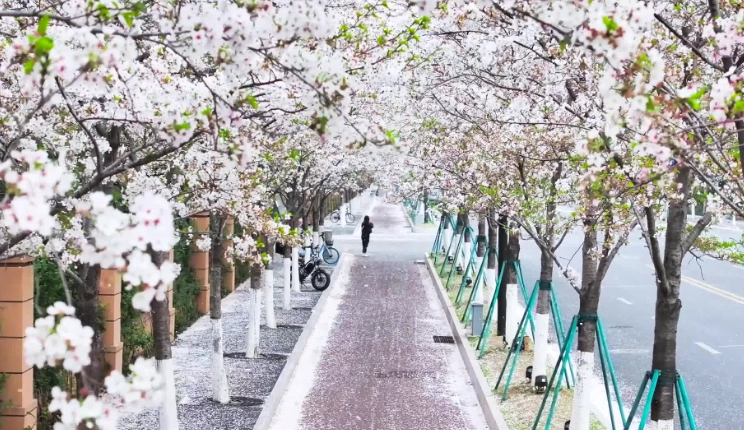 羅東賞櫻景點 羅東賞櫻景點