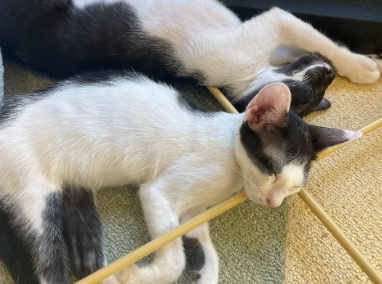 領養貓咪流程 領養貓咪流程