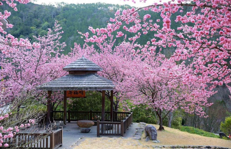 櫻花季旅遊 櫻花季旅遊