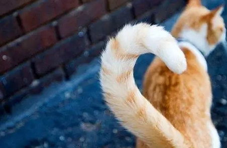 貓咪尾巴豎直意思 貓咪尾巴豎直意思