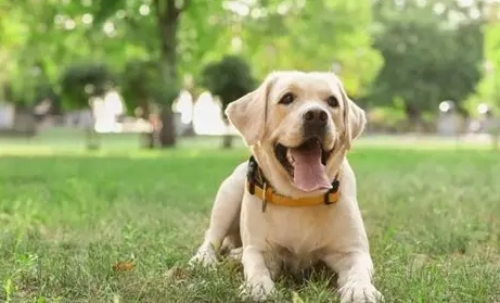拉布拉多犬飼養 拉布拉多犬飼養