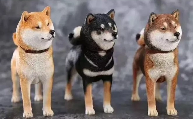 胡麻柴犬特點 胡麻柴犬特點