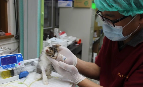 貓瘟預防方法 貓瘟預防方法