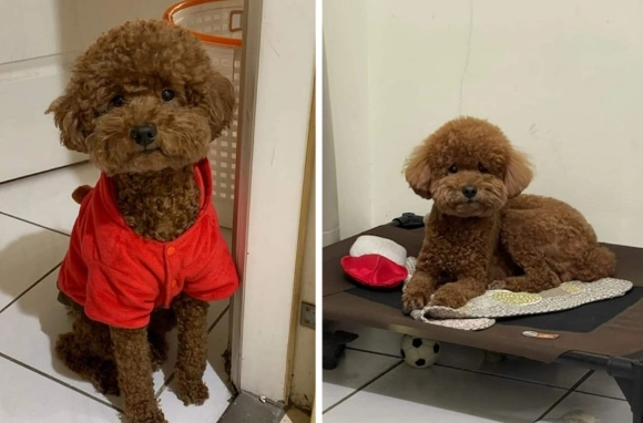 台灣貴賓狗領養機構 台灣貴賓狗領養機構