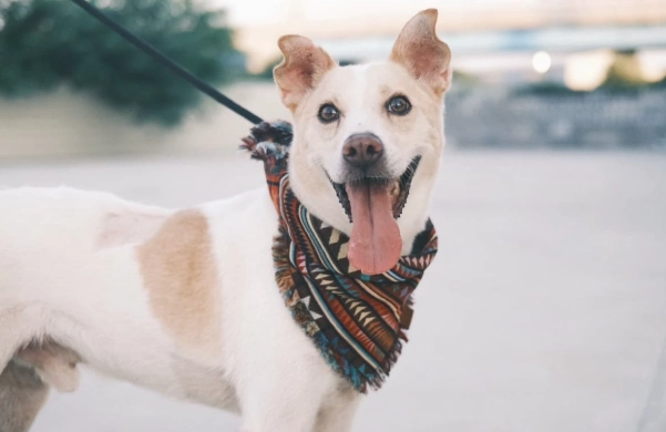 台灣狗狗送養 台灣狗狗送養