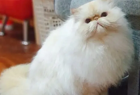 貓遺傳疾病 貓遺傳疾病