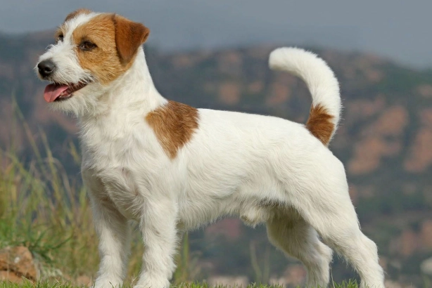 狗狗智商比較 狗狗智商比較