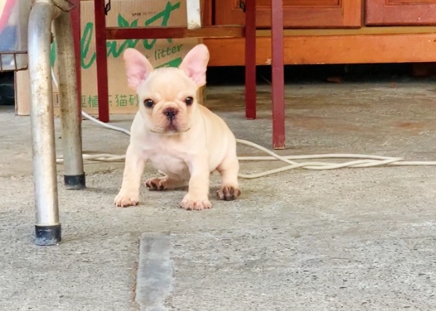 法國鬥牛犬繁殖 法國鬥牛犬繁殖