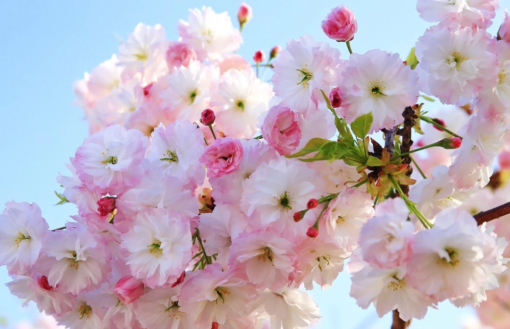 礁溪賞櫻 礁溪賞櫻